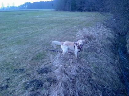 Bildhübscher Golden Retriever mit Stammbaum dringend abzugeben!!!