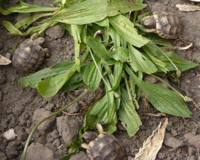 Breitrandschildkröten  Testudo marginata  