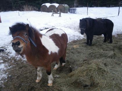 2 kleine Shettys abzugeben