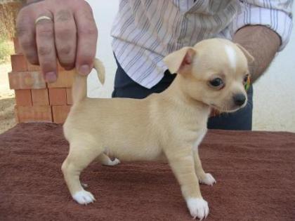 Reine Rasse Chihuahua Welpen