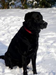 WUNDERSCHÖNER LABRADOR DSH MIX RÜDE MIT VIEL TEMPERAMENT SUCHT NEUES SCHÖNES ZUH