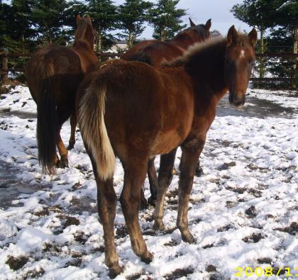 American Racking Horse Gangpferd