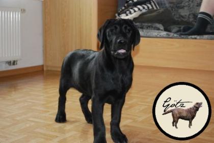 Labrador Rüde Schwarz