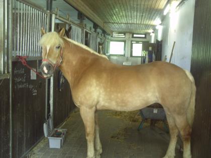 Haflinger Stute Idealer Freizeitpartner