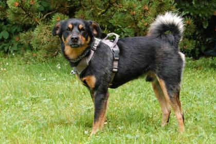 LEGO - Pinscher-Mix - 5 Jahre - Tierhilfe-Franken e.V.