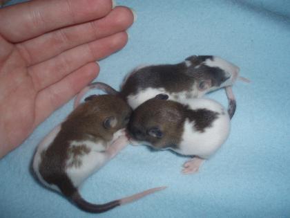 Handzarme ratten zu verkaufen (keine futterratten)!