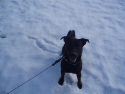 Jack Russle Terrier Mix