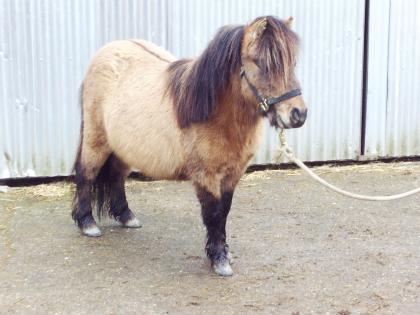 Minipony-Hengst, falbfarben m. Aalstrich