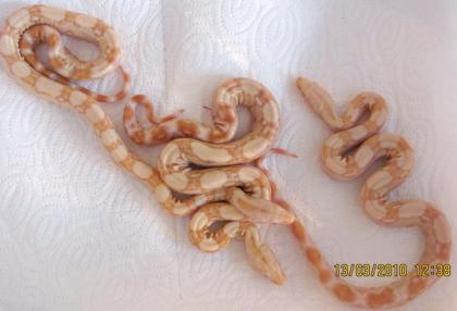 Boa constrictor albino Sharp Line