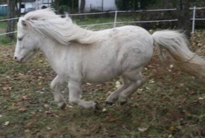 Original Shetlandpony Cremello (Deckanzeige)