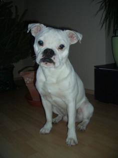 Mini Bulldog (ohne Papiere) Deckrüde sucht....