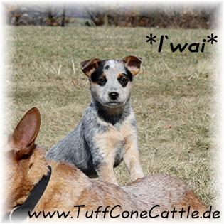 Traumhafte Australian Cattle Dog Welpen