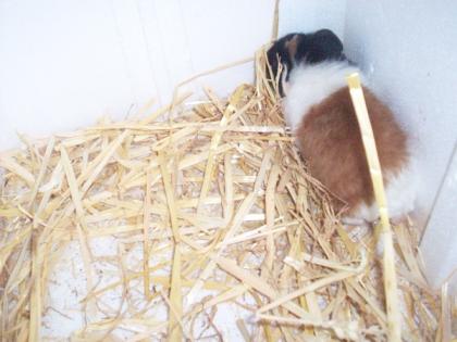 Teddy-Rex Meerschweinchen