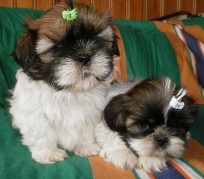 SHIH_TZU welpen