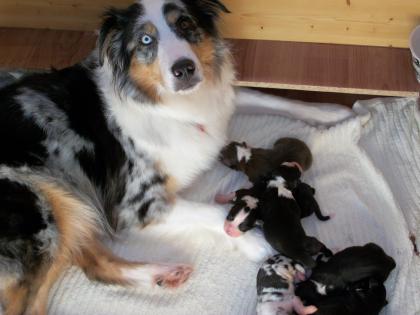 Australian Shepherd Welpen