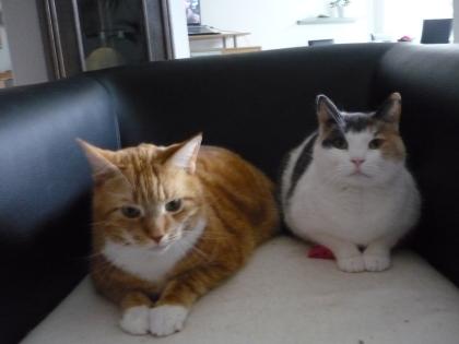 2 brave Hauskatzen in liebe Hände abzugeben...