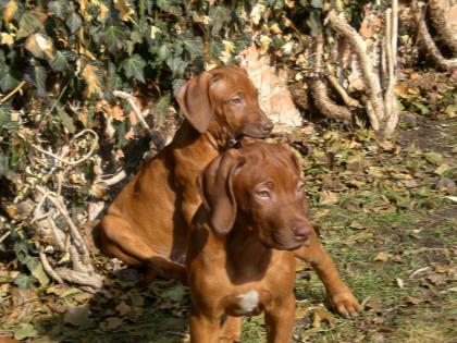 Rhodesian Ridgeback Welpen