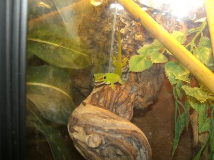 0, 0, 3 Phelsuma madagascariensis grandis abzugeben