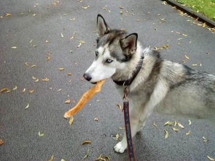 Münchner Husky sucht die große Liebe!!!