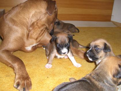 Rhodesien Ridgeback-American Bulldog Mix Welpen