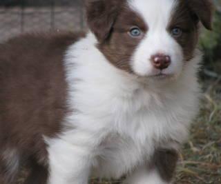 Australien Shepherd Welpen