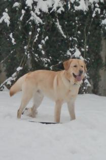 Lieber u hübscher Labrador Rüde