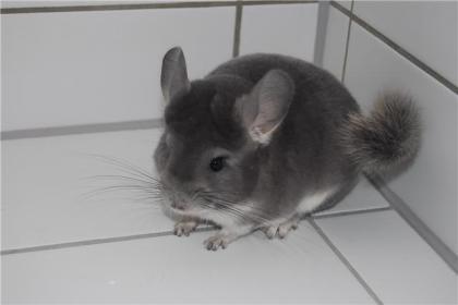 CHINCHILLAWEIBCHEN