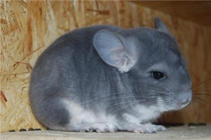 Chinchilla Weibchen + Böckchen