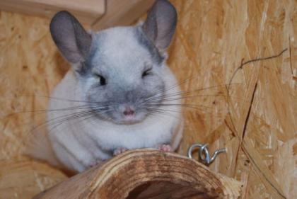 Chinchilla Weibchen 