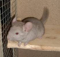 Chinchilla Böckchen beige