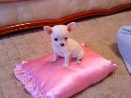 Extra Mini Chihuahua   