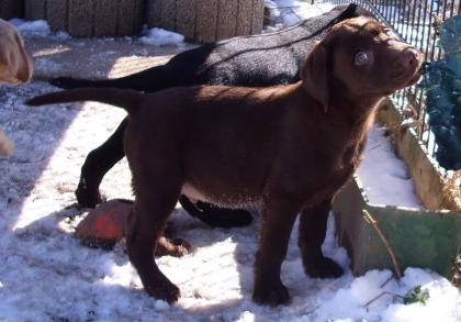 Supersüsse Labradorwelpen in choco,gelb und schwarz m. Papieren