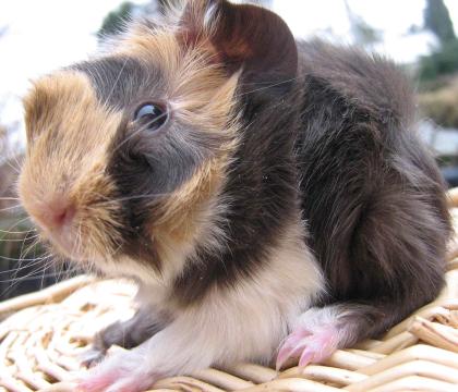Peruaner Meerschweinchen aus vet. anerk. Hobbyzucht abzugeben 