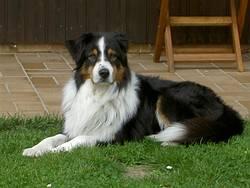 Biete wunderschönen Australian Shepherd Rüden zum Decken