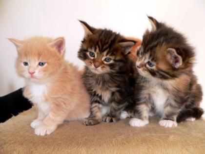 Wunderschöne Maine Coon Kitten aus Ungarn