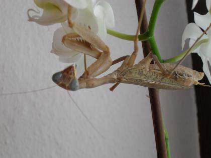 Biete Sphodromantis viridis L3/L4