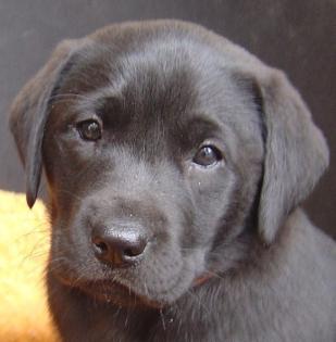 Labrador Retriever Welpen