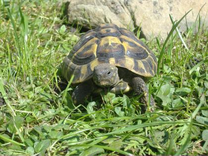 Griechische Landschildkröten (THB), aus eigener Nachzucht, div. Jahrgänge