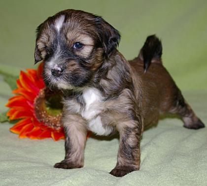 Sehr schöne Tibet Terrier Welpen