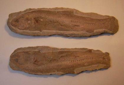 Fisch Fossilie