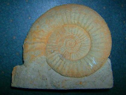 Fossilie Amonit