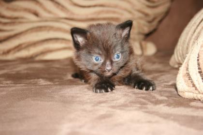 Sibirisches Katzenbaby