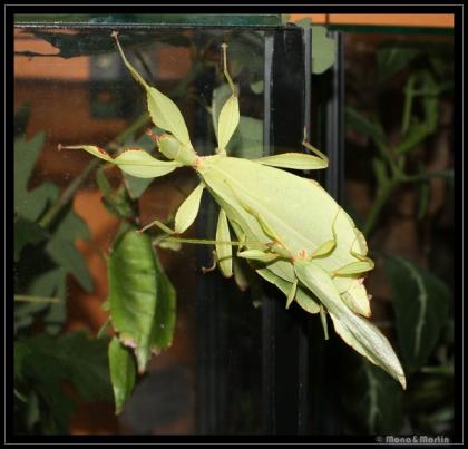 Wandelnde Blätter Phyllium phillipinen