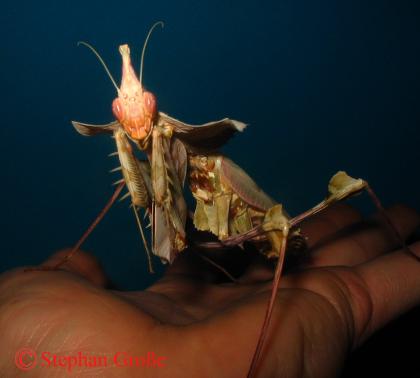 Idolomantis diabolica, Acanthops uvm. 