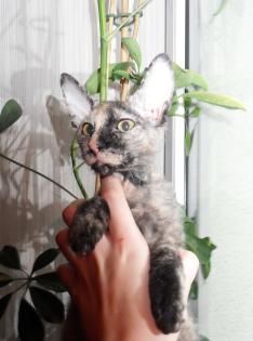 Reinrassige Peterbald Kitten