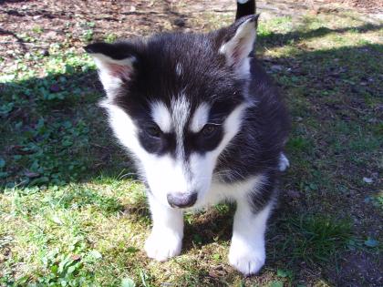 Husky welpe zu verkaufen