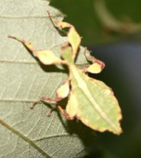 Phyllium siccifolium Weibchen im Tausch gegen Männchen :) 