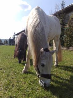 Biete Reitbeteiligung