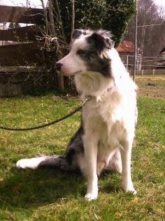 Border Collie-Rüde, 1 Jahr