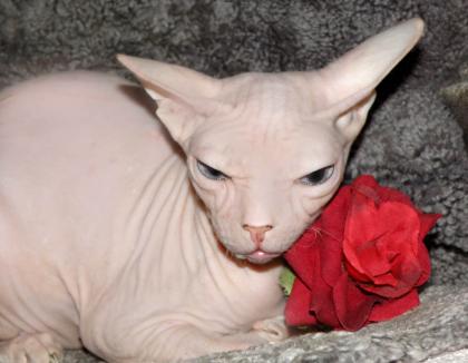 Don Sphynx 